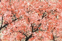 Spring Theme Fine Art Print