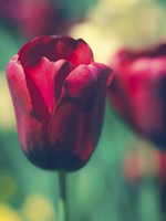 Tulip Sway I Fine Art Print