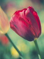 Tulip Sway II Fine Art Print