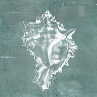 Solitary Shell I Fine Art Print