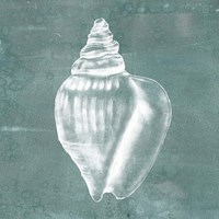 Solitary Shell II Fine Art Print