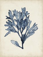 Seaweed Specimens II Fine Art Print