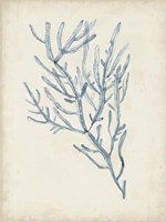 Seaweed Specimens III Fine Art Print