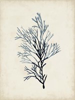 Seaweed Specimens IV Fine Art Print