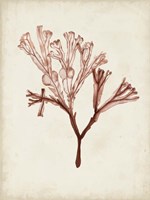 Seaweed Specimens V Fine Art Print