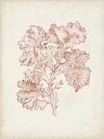 Seaweed Specimens VI Fine Art Print