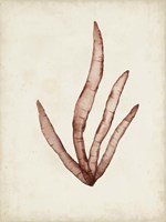 Seaweed Specimens VIII Fine Art Print