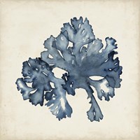 Seaweed Specimens IX Fine Art Print