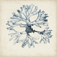 Seaweed Specimens X Fine Art Print