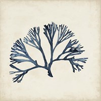 Seaweed Specimens XI Fine Art Print