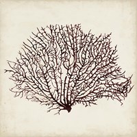 Seaweed Specimens XII Fine Art Print