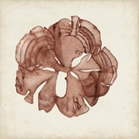 Seaweed Specimens XIV Fine Art Print