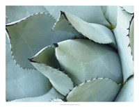 Agave Detail I Fine Art Print