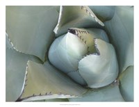 Agave Detail III Fine Art Print