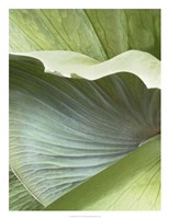 Banana Leaf I Fine Art Print