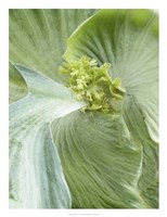 Banana Leaf II Fine Art Print