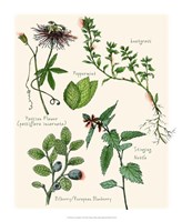 Sweet Assemblage I Fine Art Print