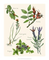 Sweet Assemblage II Fine Art Print