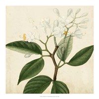 Garden Bounty VI Fine Art Print