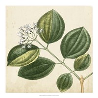 Garden Bounty VII Fine Art Print