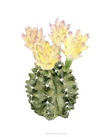 Cactus Bloom II Framed Print