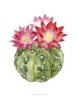 Cactus Bloom III Framed Print