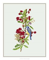 Lycium Barbarum I Fine Art Print