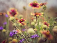 Wild Blooms I Fine Art Print