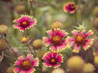 Wild Blooms II Fine Art Print