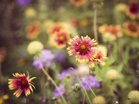 Wild Blooms III Fine Art Print