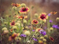 Wild Blooms IV Fine Art Print