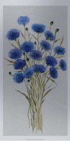 Cornflower Patch I Framed Print
