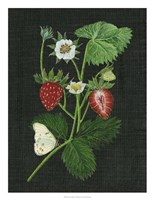 Strawberry Fields I Fine Art Print