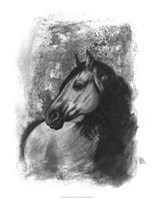 Charcoal Equestrian Portrait IV Fine Art Print