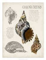 Seashell Field Notes I Fine Art Print