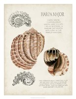 Seashell Field Notes II Fine Art Print