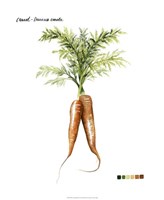 Root Vegetable III Fine Art Print