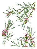 Asian Flower Array II Fine Art Print