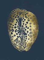 Gold Foil Shell II on Cobalt Framed Print