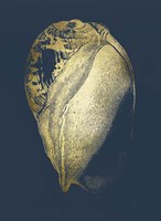 Gold Foil Shell IV on Cobalt Framed Print