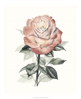 Beholden Rose I Fine Art Print