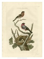 Nozeman Birds & Nests  I Fine Art Print