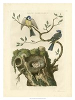 Nozeman Birds & Nests  III Fine Art Print