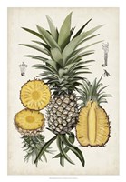 Pineapple Botanical Study I Framed Print