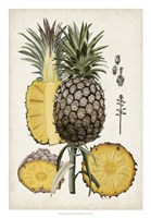 Pineapple Botanical Study II Framed Print