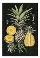 Graphic Pineapple Botanical Study I Framed Print