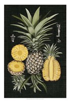 Graphic Pineapple Botanical Study I Fine Art Print