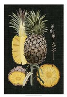 Graphic Pineapple Botanical Study II Framed Print