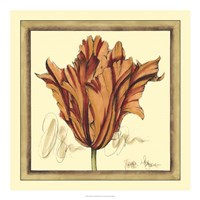 Tulip Study VII Framed Print