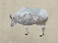 Rocky Mountain Goat Fine Art Print
